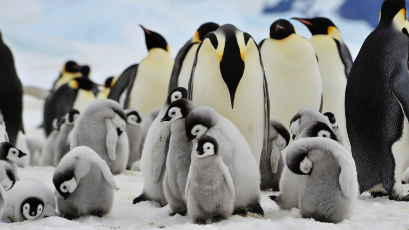 Pinguim-imperador entra em extinção: o que isso revela sobre o futuro do planeta