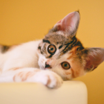 Gato morde durante o carinho: entenda o comportamento felino e aprenda a interpretar os sinais