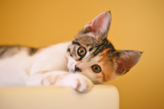 Gato morde durante o carinho: entenda o comportamento felino e aprenda a interpretar os sinais