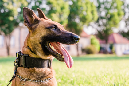 Cão Hulk da PM: como o faro canino ajudou a apreender toneladas de droga na Maré e o que isso revela sobre a segurança pública