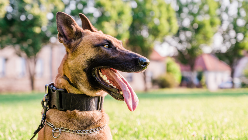 Cão Hulk da PM: como o faro canino ajudou a apreender toneladas de droga na Maré e o que isso revela sobre a segurança pública