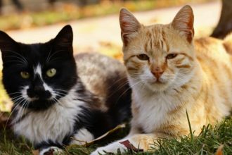 Cores dos gatos revelam personalidade? Entenda o que a genética realmente diz sobre os felinos
