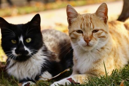 Cores dos gatos revelam personalidade? Entenda o que a genética realmente diz sobre os felinos