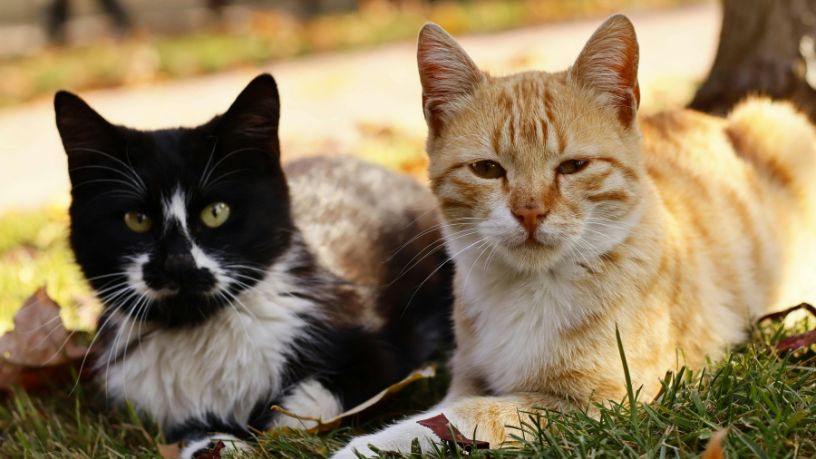Cores dos gatos revelam personalidade? Entenda o que a genética realmente diz sobre os felinos