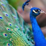 Pavão chama atenção pela beleza e revela curiosidades sobre comportamento e simbolismo animal