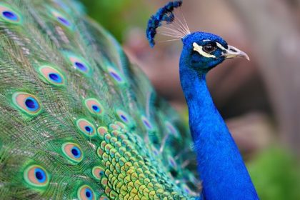 Pavão chama atenção pela beleza e revela curiosidades sobre comportamento e simbolismo animal