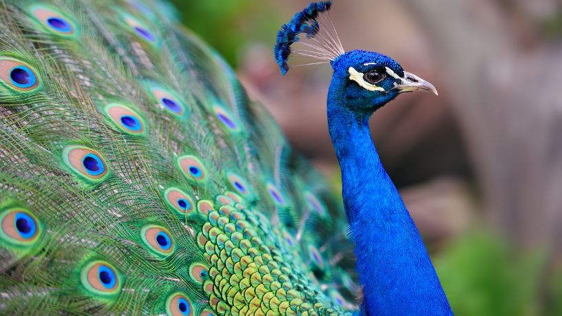 Pavão chama atenção pela beleza e revela curiosidades sobre comportamento e simbolismo animal