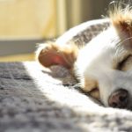 O Tempo Limite que um Cachorro Pode Ficar Sozinho em Casa e o Impacto no Bem-Estar Emocional