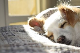 O Tempo Limite que um Cachorro Pode Ficar Sozinho em Casa e o Impacto no Bem-Estar Emocional