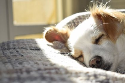 O Tempo Limite que um Cachorro Pode Ficar Sozinho em Casa e o Impacto no Bem-Estar Emocional