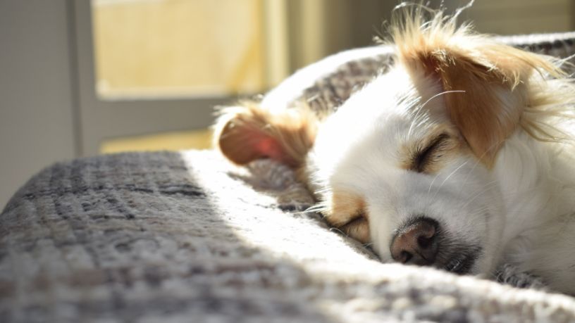O Tempo Limite que um Cachorro Pode Ficar Sozinho em Casa e o Impacto no Bem-Estar Emocional