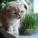 Alternativas à Erva de Gato e o Impacto dos Estímulos Botânicos no Bem-Estar Felino