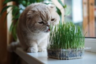 Alternativas à Erva de Gato e o Impacto dos Estímulos Botânicos no Bem-Estar Felino