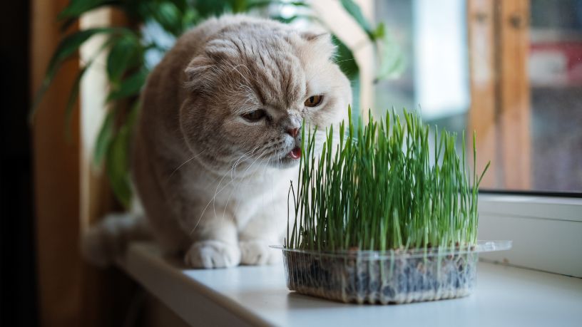 Alternativas à Erva de Gato e o Impacto dos Estímulos Botânicos no Bem-Estar Felino