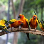 O Impacto do Turismo Ecológico e da Observação de Aves no Desenvolvimento Urbano Sustentável