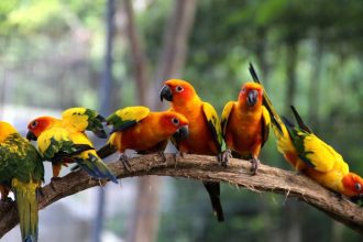 O Impacto do Turismo Ecológico e da Observação de Aves no Desenvolvimento Urbano Sustentável