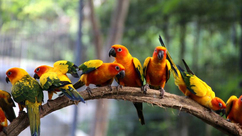 O Impacto do Turismo Ecológico e da Observação de Aves no Desenvolvimento Urbano Sustentável