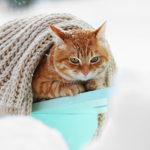 Gato sente mais frio no inverno? Entenda os sinais e os cuidados que ajudam a proteger a saúde felina