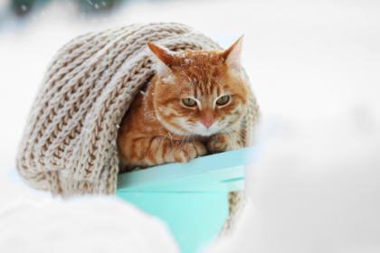Gato sente mais frio no inverno? Entenda os sinais e os cuidados que ajudam a proteger a saúde felina