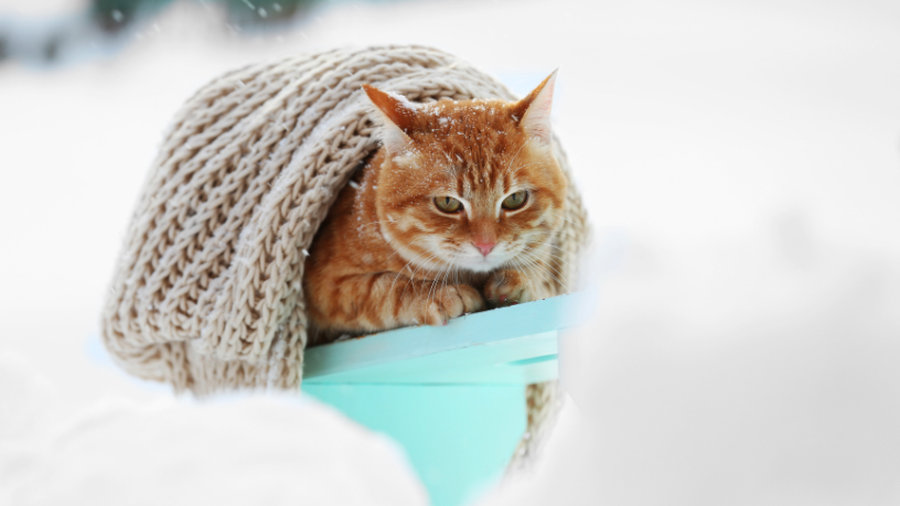 Gato sente mais frio no inverno? Entenda os sinais e os cuidados que ajudam a proteger a saúde felina