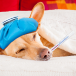 Gripe canina no inverno: como proteger seu cão e identificar os sinais de alerta em 2026