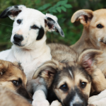 Adoção de pets volta ao centro das atenções: por que milhares de cães e gatos ainda esperam por um lar no Brasil?