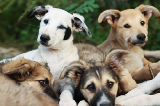 Adoção de pets volta ao centro das atenções: por que milhares de cães e gatos ainda esperam por um lar no Brasil?
