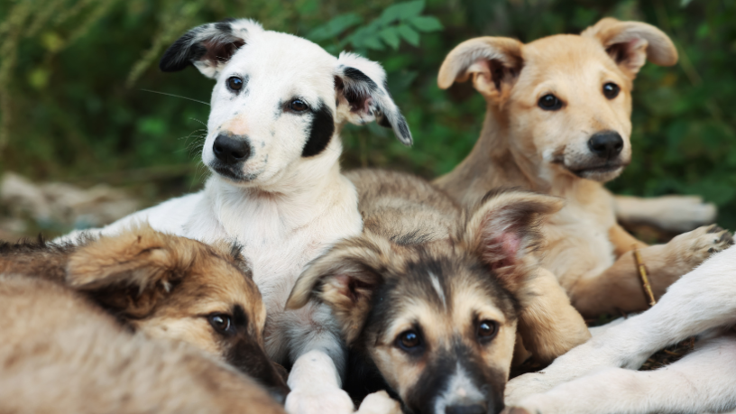 Adoção de pets volta ao centro das atenções: por que milhares de cães e gatos ainda esperam por um lar no Brasil?
