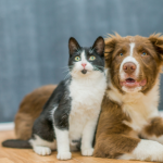 Microchipagem de cães e gatos ganha força em 2026: por que cada vez mais tutores estão adotando essa tecnologia?