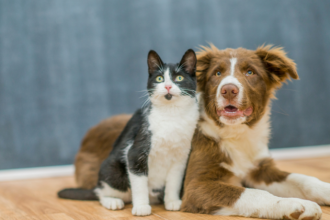 Microchipagem de cães e gatos ganha força em 2026: por que cada vez mais tutores estão adotando essa tecnologia?