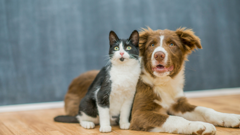 Microchipagem de cães e gatos ganha força em 2026: por que cada vez mais tutores estão adotando essa tecnologia?