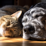 Animais silvestres aparecem mais perto das cidades no inverno: o que isso significa para pets e tutores?