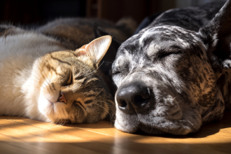 Animais silvestres aparecem mais perto das cidades no inverno: o que isso significa para pets e tutores?