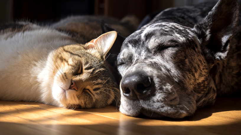 Animais silvestres aparecem mais perto das cidades no inverno: o que isso significa para pets e tutores?
