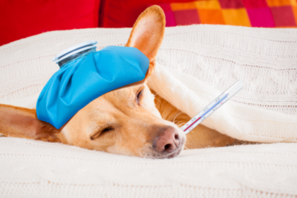 Gripe canina no inverno: como proteger seu cão e identificar os sinais de alerta em 2026