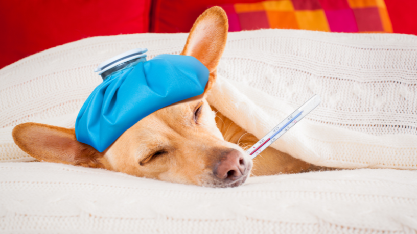 Gripe canina no inverno: como proteger seu cão e identificar os sinais de alerta em 2026