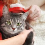 Escovação diária e a longevidade dos felinos: o hábito simples que estende a vida dos gatos