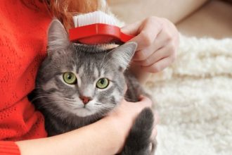 Escovação diária e a longevidade dos felinos: o hábito simples que estende a vida dos gatos