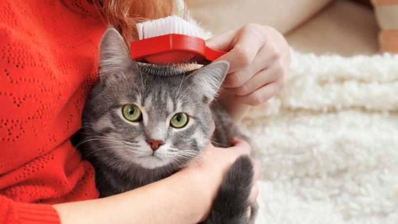 Escovação diária e a longevidade dos felinos: o hábito simples que estende a vida dos gatos