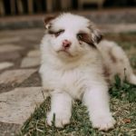 Controle populacional de cães domésticos: o impacto social e sanitário do manejo ético