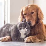 Adoção responsável de animais de estimação: o impacto social e os desafios das feiras de acolhimento no ambiente urbano