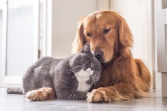 Adoção responsável de animais de estimação: o impacto social e os desafios das feiras de acolhimento no ambiente urbano