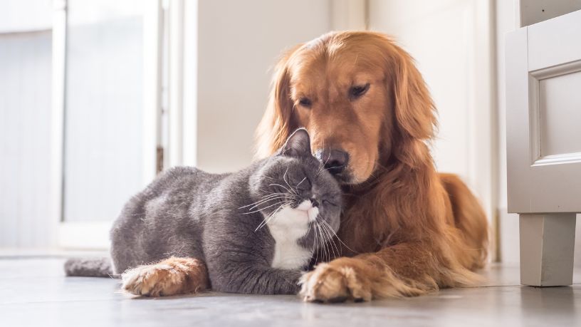 Adoção responsável de animais de estimação: o impacto social e os desafios das feiras de acolhimento no ambiente urbano