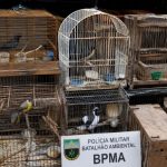 O combate ao tráfico de animais silvestres e os desafios da fiscalização nos centros urbanos
