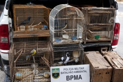 O combate ao tráfico de animais silvestres e os desafios da fiscalização nos centros urbanos