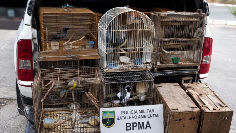 O combate ao tráfico de animais silvestres e os desafios da fiscalização nos centros urbanos