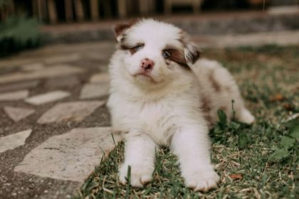 Controle populacional de cães domésticos: o impacto social e sanitário do manejo ético