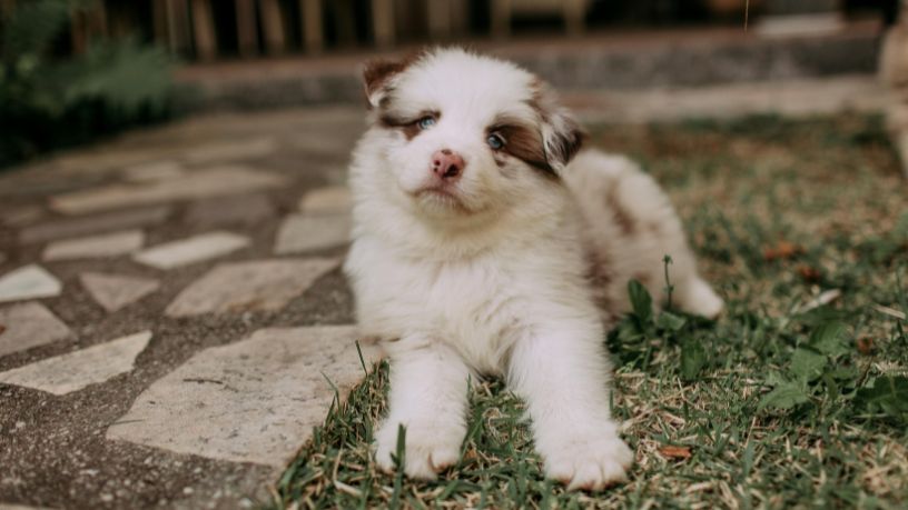 Controle populacional de cães domésticos: o impacto social e sanitário do manejo ético