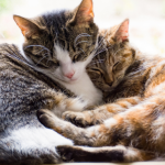 Gatos também sentem o frio: rinotraqueíte felina exige atenção redobrada no inverno