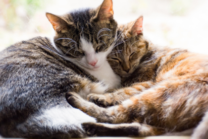 Gatos também sentem o frio: rinotraqueíte felina exige atenção redobrada no inverno
